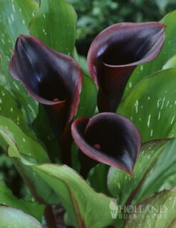 Menu Fairytale Calla Lily Collection -Gardening Series Store 77420 black star calla lily