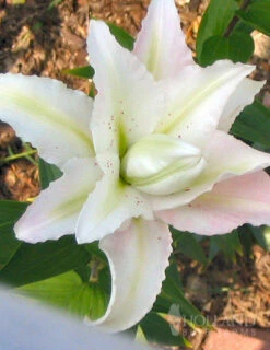 Menu Miss Lucy Double Oriental Lily