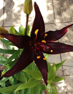 Menu Night & Day Asiatic Lily Collection -Gardening Series Store 77427 landini asiatic lily 1