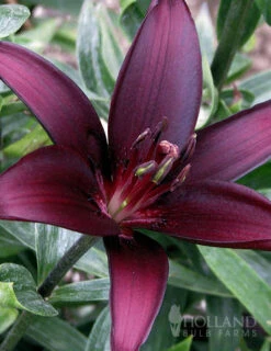 Menu Night & Day Asiatic Lily Collection -Gardening Series Store 77427 landini asiatic lily 2 1