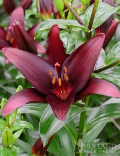 Menu Night & Day Asiatic Lily Collection -Gardening Series Store 77427 landini asiatic lily 3 1