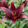 Menu Landini Asiatic Lily -Gardening Series Store 77427 landini asiatic lily 3