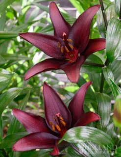Menu Landini Asiatic Lily -Gardening Series Store 77427 landini asiatic lily 4