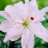 Menu Spring Pink Double Asiatic Lily 2 Menu Spring Pink Double Asiatic Lily -Gardening Series Store 77440 spring pink double asiatic lily