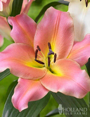 Menu On Stage Orienpet Lily 4 Menu On Stage Orienpet Lily - Image 2