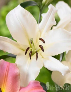 Menu Ovatie Orienpet Lily -Gardening Series Store 77445 ovatie orienpet lily 2