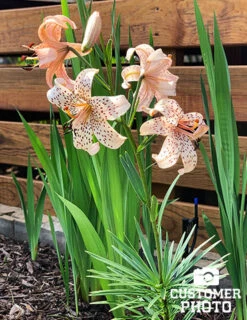 Menu Tiger Babies Hybrid Lily -Gardening Series Store 77449 tiger babies 2