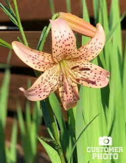 Menu Tiger Babies Hybrid Lily -Gardening Series Store 77449 tiger babies