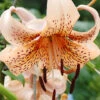 Menu Tiger Babies Hybrid Lily -Gardening Series Store 77449 tiger babies 3