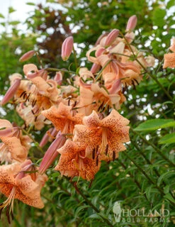 Menu Tiger Babies Hybrid Lily -Gardening Series Store 77449 tiger babies 4