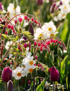 Menu Bleeding Hearts Collection -Gardening Series Store 77450 valentine bleeding hearts