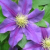 Menu Carnival Clematis 2 Menu Carnival Clematis -Gardening Series Store 77452 1