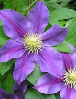 Menu Carnival Clematis