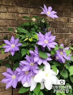 Menu Late Spring Perennial Garden -Gardening Series Store 77452 carnival clematis 4