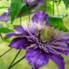 Menu Multi-Blue Double Flowering Clematis -Gardening Series Store 77454 multi blue double flowering clematis