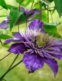 Menu Multi-Blue Double Flowering Clematis
