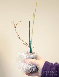 Menu Multi-Blue Double Flowering Clematis -Gardening Series Store 77454 multi blue double flowering clematis 3