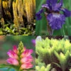 Menu Best Perennials For Wet Soil 2 Menu Best Perennials For Wet Soil -Gardening Series Store 77460 best perennials for wet soil