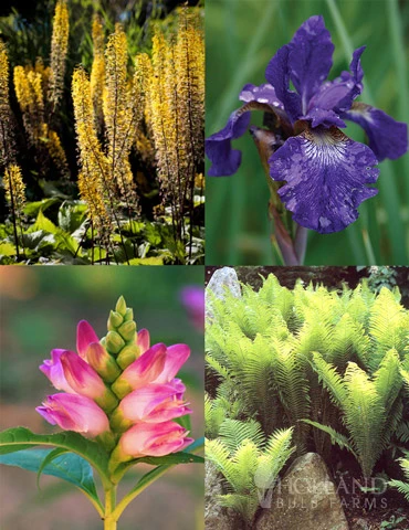 Menu Best Perennials For Wet Soil 3 Menu Best Perennials For Wet Soil