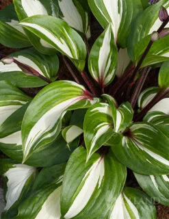 Menu Hosta Collectors Garden Collection -Gardening Series Store 77471 raspberry sundae hosta