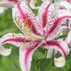 Menu Dizzy Oriental Lily -Gardening Series Store 77473 dizzy oriental lily 2
