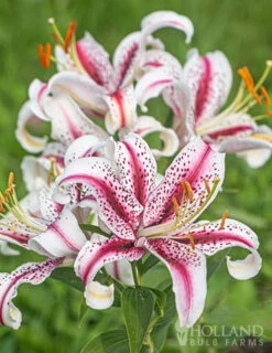 Menu Dizzy Oriental Lily -Gardening Series Store 77473 dizzy oriental lily
