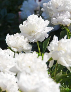 Menu Spring To Summer Garden Collection -Gardening Series Store 77476 shirley temple peony 2