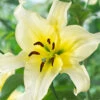 Menu Late Morning Orienpet Lily -Gardening Series Store 77479 late morning orienpet lily