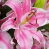Menu Curly Sue Oriental Lily Jumbo Pack -Gardening Series Store 77493