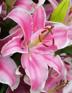 Menu Curly Sue Oriental Lily Jumbo Pack