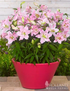 Menu Classic Fragrant Lily Collection -Gardening Series Store 77493 curly sue oriental lily 1
