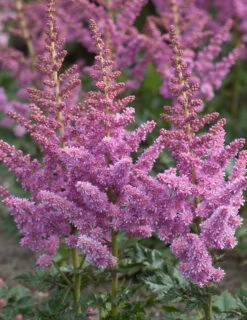 Menu Visions Astilbe