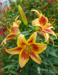 Menu Montego Bay Orienpet Lily -Gardening Series Store 77496 montego bay orienpet lily 2