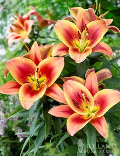 Menu Montego Bay Orienpet Lily -Gardening Series Store 77496 montego bay orienpet lily