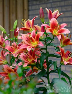 Menu Montego Bay Orienpet Lily -Gardening Series Store 77496 montego bay orienpet lily 3