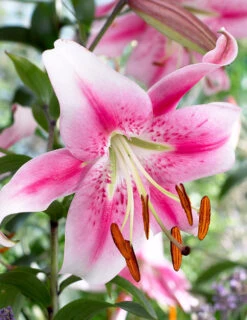 Menu Pretty Anastasia Lily Collection -Gardening Series Store 77497 1