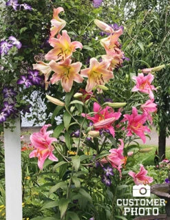 Menu Pretty Anastasia Lily Collection -Gardening Series Store 77497 anastasia orienpet lily 2 1