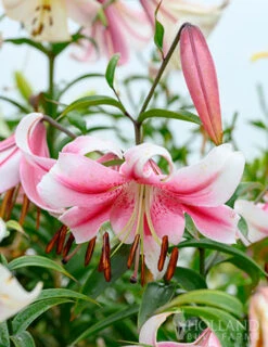 Menu Pretty Anastasia Lily Collection -Gardening Series Store 77497 anastasia orienpet lily 4 1