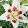 Menu White Pixels Asiatic Lily -Gardening Series Store 77498