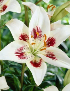 Menu White Pixels Asiatic Lily