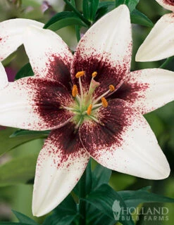 Menu Night & Day Asiatic Lily Collection -Gardening Series Store 77498 white pixels lily 1