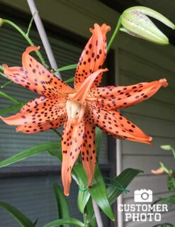 Menu Double Tiger Lily Flore Pleno 10 Menu Double Tiger Lily Flore Pleno -Gardening Series Store 77499 2018 07 13 double tigerlily flore pleno bonita 1
