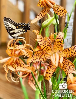 Menu Fiery Hot Lily Collection 24 Menu Fiery Hot Lily Collection -Gardening Series Store 77499 double tiger lily 5