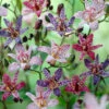 Menu Mixed Toadlily -Gardening Series Store 77501