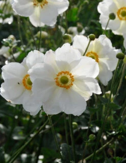 Menu Easy Complete Shade Garden -Gardening Series Store 77502