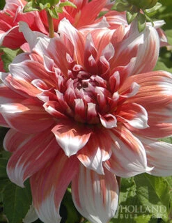 Menu Shimmering Sunset Dahlia Collection -Gardening Series Store 77504 frost nip dahlia 2 1