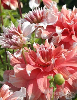 Menu Frost Nip Dahlia -Gardening Series Store 77504 frost nip dahlia