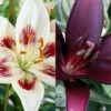 Menu Night & Day Asiatic Lily Collection -Gardening Series Store 77508 night and day asiatic lily collection