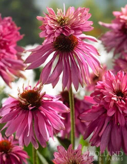 Menu Double Decker Coneflower