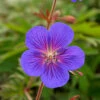 Menu Kaya Cranesbill (Hardy Geranium) -Gardening Series Store 77515 kaya cranesbill